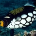 triggerfish_clown_ndo_h_0197_pal1017.jpg